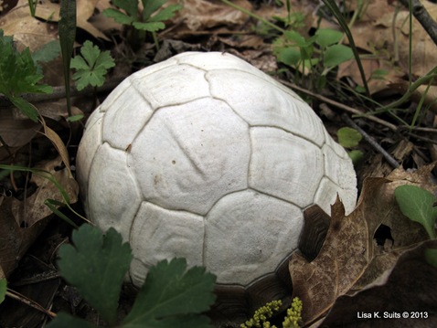 white shell closer white shell closer