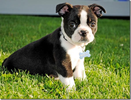 Boston_terrier Boston_terrier