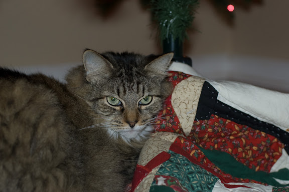 Cat checklist: vent blowing hot air? Check. Warm Blanket? Check. Kid now allowed near the tree? Check.