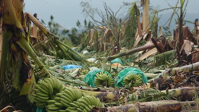 Cyclone Larry devastated banana plantations near Innisfail and across northern Queensland - Cyclone Yasi was even stronger than its March 2006 predecessor. Herald Sun