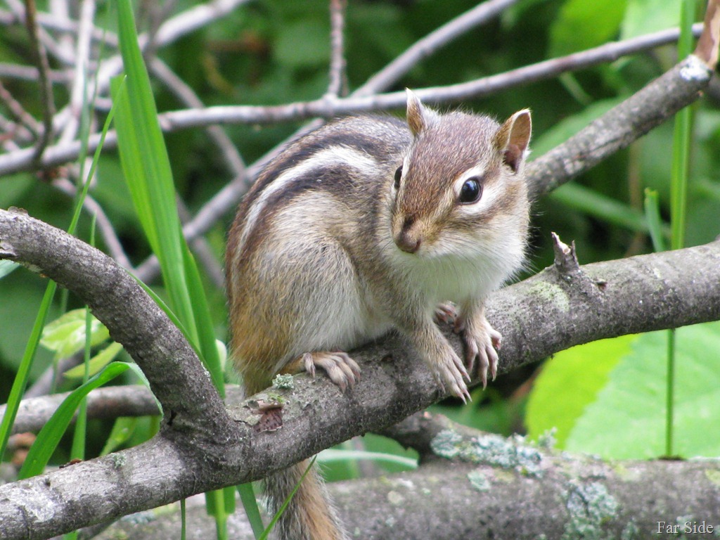 [Chipmunk%2520June%252003%255B9%255D.jpg]