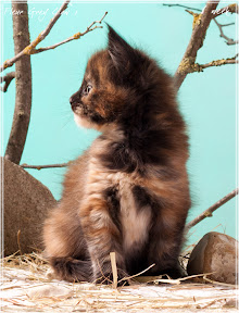 Фото котенка мейн-кун Fleur возраст 6 недель