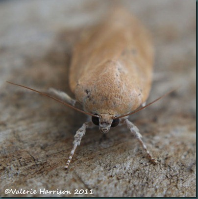 broad-bordered-yellow-underwing-face