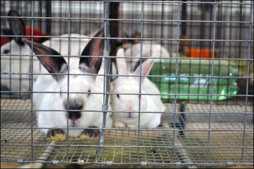 4H rabbits 4H rabbits