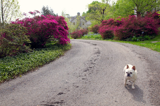 Francesca, it's not uncommon to confuse the two.  After all, azaleas are in the genus Rhododendron.  However, most azaleas can be distinguished from rhodododendrons by their leaves.
