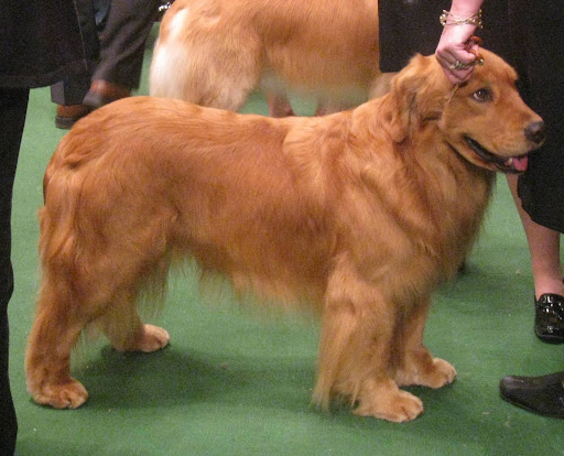 Golden Retriever
