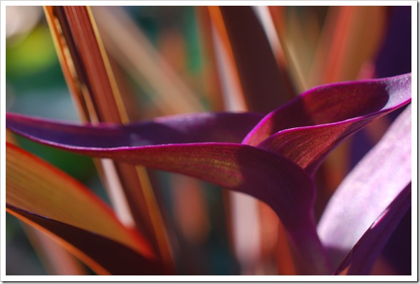 fuschia