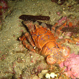 20071111_Giannutri