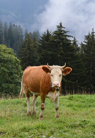 [cow2%255B3%255D.jpg]