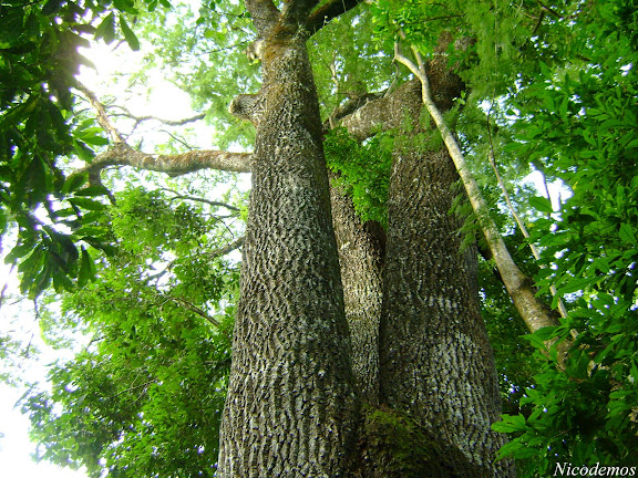 Grande Jequitibá, árvores nativas da Mata Atlântica. Pitangui (MG, Brésil), 30 avril 2009. Photo : Nicodemos Rosa