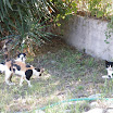 Kreta-09-2012-084.JPG