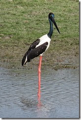 Black-necked Stork
