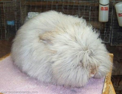 coelho angora peludo desbaratinando (18) coelho angora peludo desbaratinando (18)