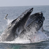 Humpback whale