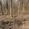 Rezerwat "Śnieżycowy Jar" dsc06999.jpg