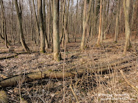 Rezerwat Śnieżycowy Jar Rezerwat Śnieżycowy Jar