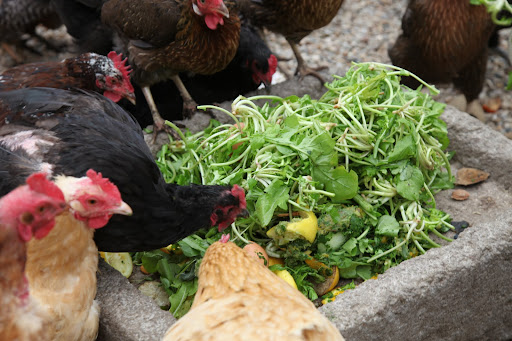 Just look at them feasting away!  Fresh food must certainly be a treat after pecking all that cracked corn that they eat.
