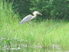 blue heron4