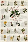Interpretationes Of Ancient Herbs