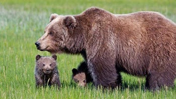 Daniza e cuccioli 2