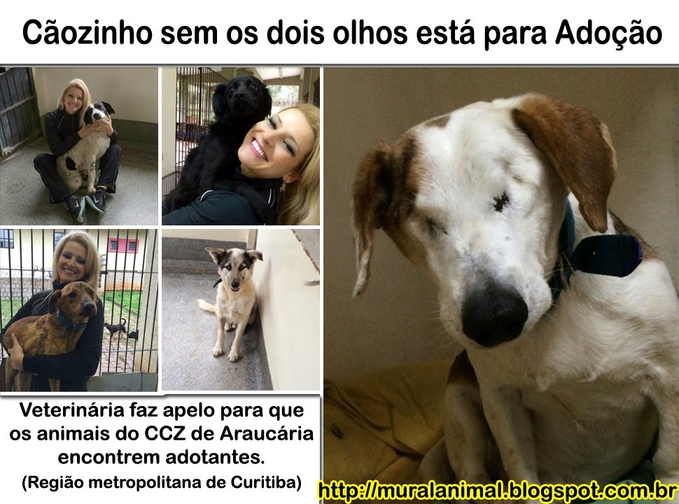 [caozinho-sem-olhos%255B3%255D.jpg]