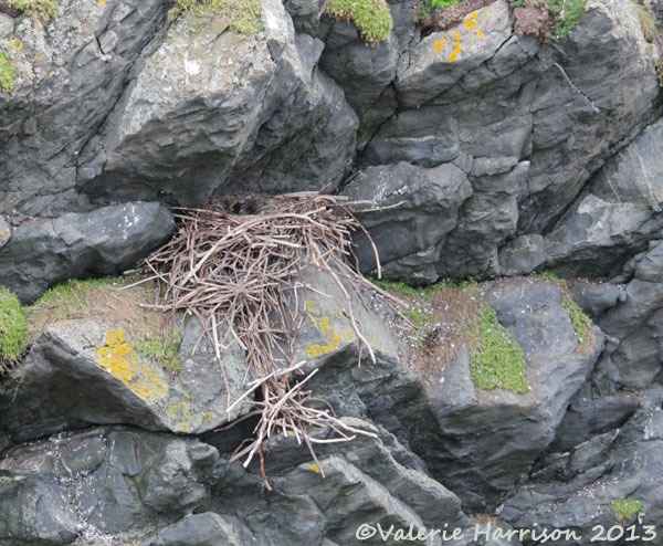 [10-ravens-nest%255B2%255D.jpg]