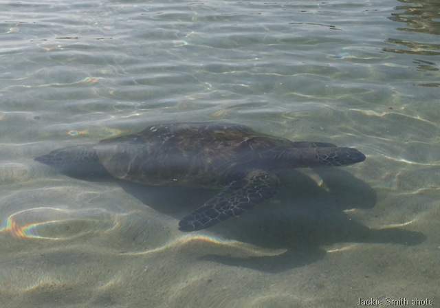 [hawaii2012%2520052%255B8%255D.jpg]