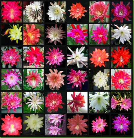 Epis collage Epis collage