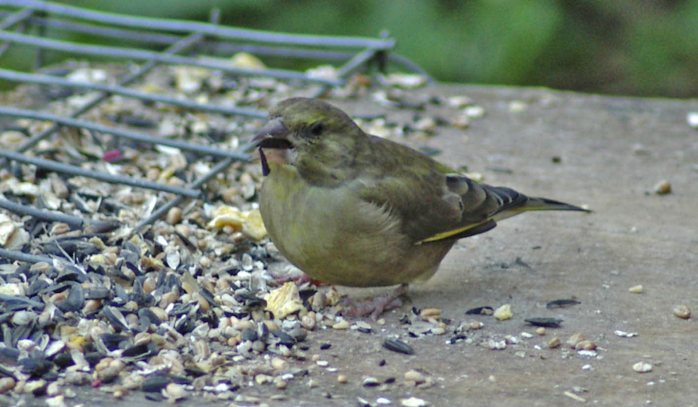 [greenfinch%2520100%255B4%255D.jpg]