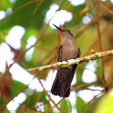 Sombre Hummingbird