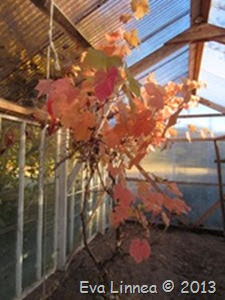IMG_8155 IMG_8155