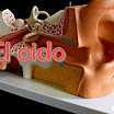oido.jpg