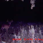nichols deer 045.JPG