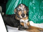 Zelda - the day we met Zelda - the day we met