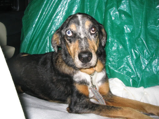 Zelda - the day we met Zelda - the day we met
