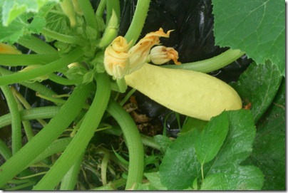 Garden3