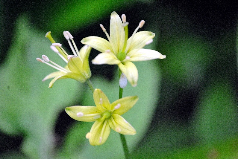 [04v5---Flowers---Wild-Garlic2.jpg]