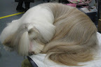 Bearded Collie takes a nap