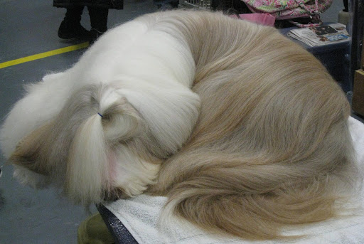 Bearded Collie takes a nap