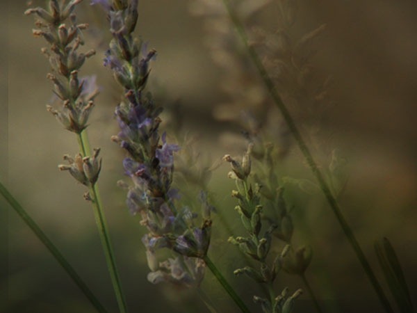 [9667-74-76-82-lavender%255B6%255D.jpg]