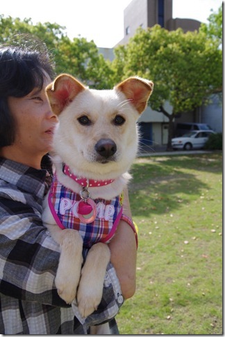 卒業犬さら 卒業犬さら