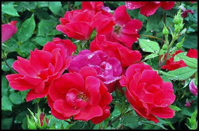 red-knockout-rose-mini