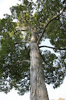 The shagbark is the most common type of hickory tree in eastern United States and also one of the fastest growing—they can grow more than 100-feet tall!  The wood makes great ax handles and baseball bats.