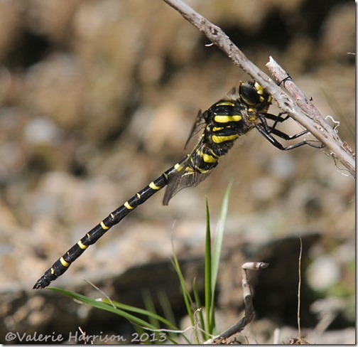 13-golden-ringed-dragonfly