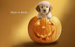 Little Helloween Dog