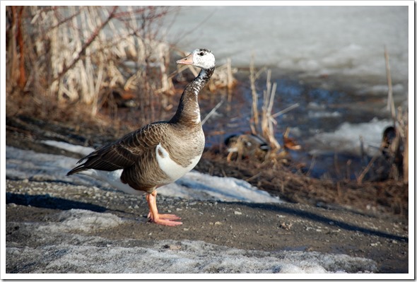 silly goose