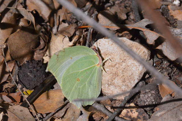 Gonepteryx farinosa (ZELLER 1847), femelle. Termessos, 700 m (Antalya, Turquie), 20 mars 2014. Photo : L. Voisin