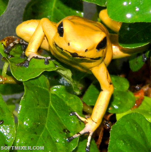 [Phyllobates_terribilis_climbing_on_leaves%255B8%255D.png]