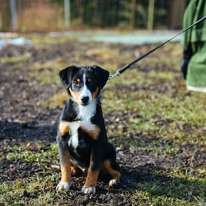 Welpen1Februar Welpen1Februar
