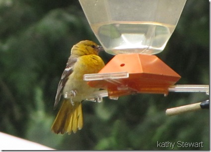 Young Oriole